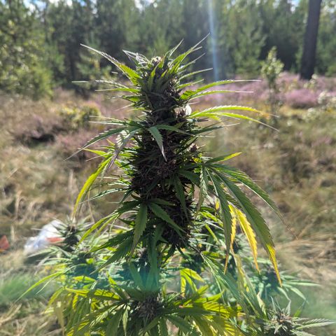 Pink Runtz Automatic #7 growlog timeline photo