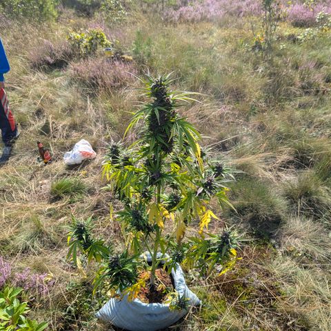 Pink Runtz Automatic #7 growlog timeline photo