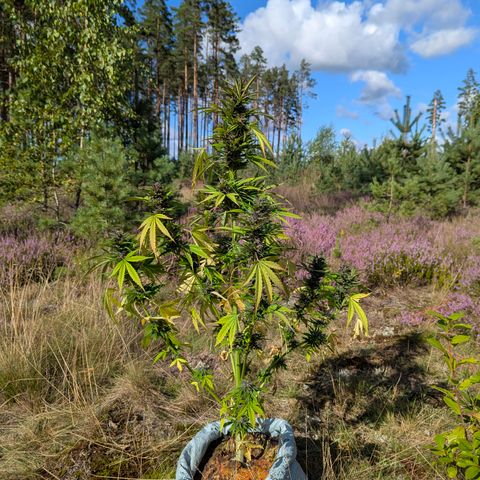 Pink Runtz Automatic #7 growlog timeline photo