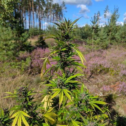 Pink Runtz Automatic #7 growlog timeline photo