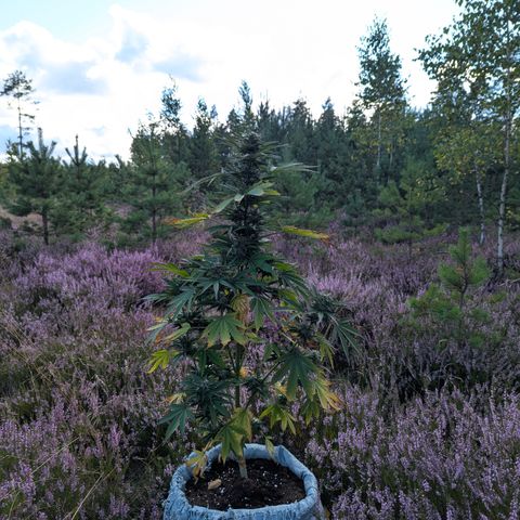 Purplematic CBD #4 growlog timeline photo
