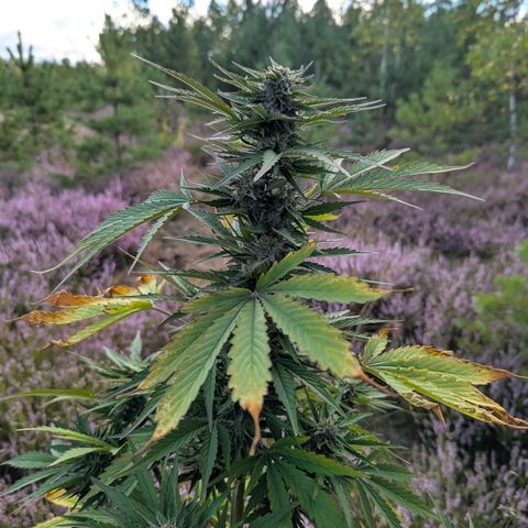 Purplematic CBD #4 growlog timeline photo