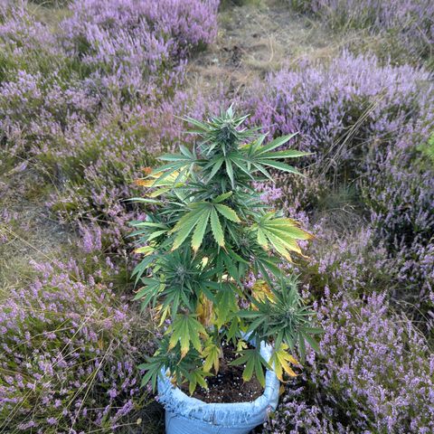 Purplematic CBD #4 growlog timeline photo