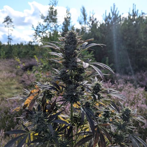 Green Gelato #5 growlog timeline photo