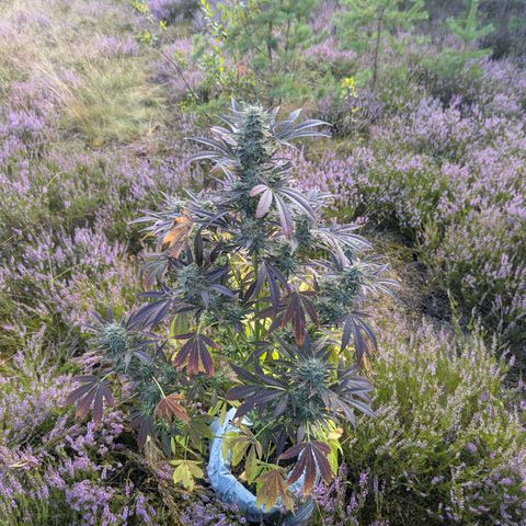Green Gelato #5 growlog timeline photo