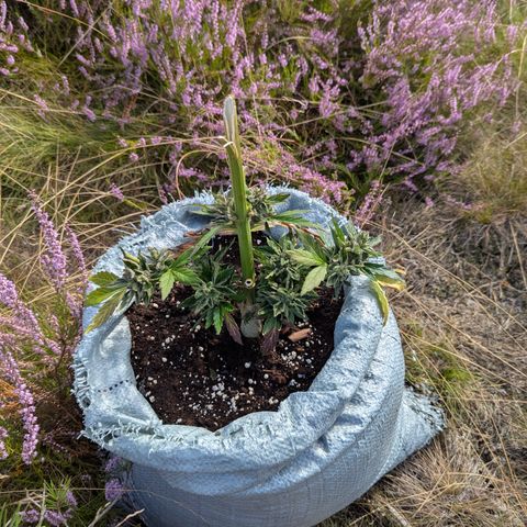 Royal Bluematic #9 growlog timeline photo