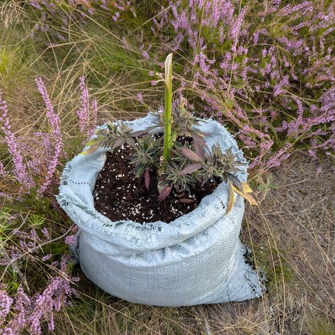 Royal Bluematic #9 growlog timeline photo