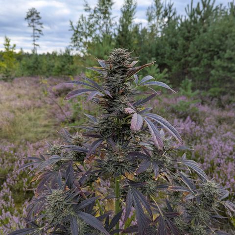 Green Gelato #5 growlog timeline photo
