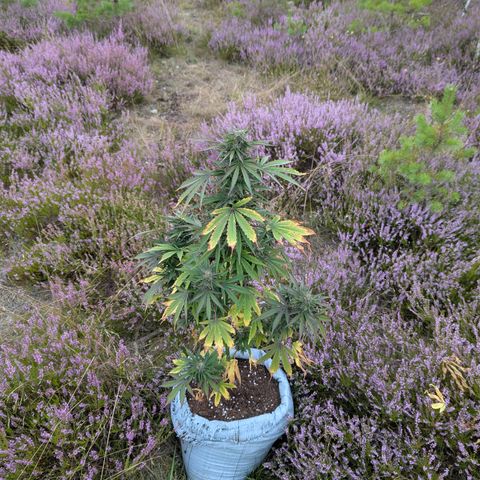 Purplematic CBD #4 growlog timeline photo