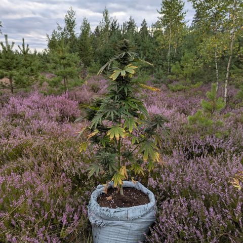 Purplematic CBD #4 growlog timeline photo