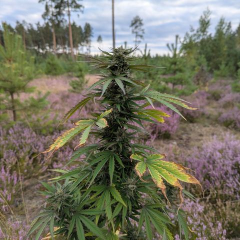 Purplematic CBD #4 growlog timeline photo