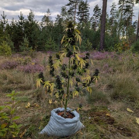 Pink Runtz Automatic #7 growlog timeline photo