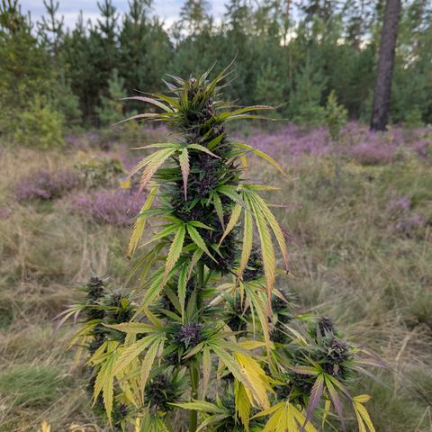 Pink Runtz Automatic #7 growlog timeline photo