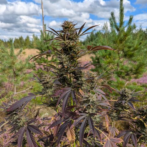 Green Gelato #5 growlog timeline photo