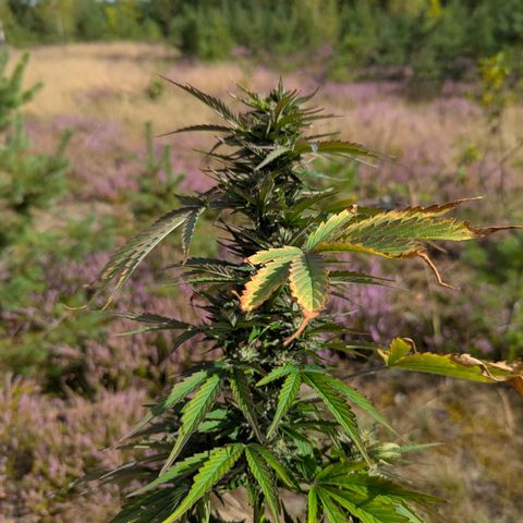 Purplematic CBD #4 growlog timeline photo