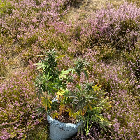Purplematic CBD #4 growlog timeline photo