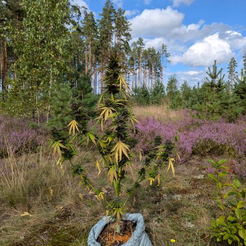 Pink Runtz Automatic #7 growlog timeline photo