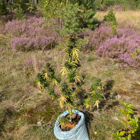 Pink Runtz Automatic #7 growlog timeline photo