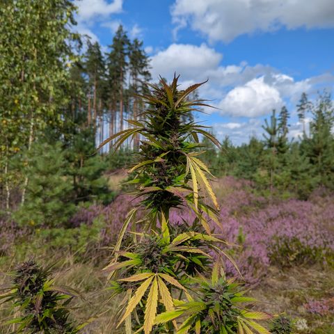 Pink Runtz Automatic #7 growlog timeline photo