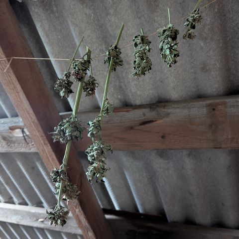 Royal Bluematic #9 growlog timeline photo