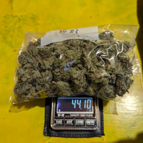 Royal Gorilla Automatic #3 growlog timeline photo