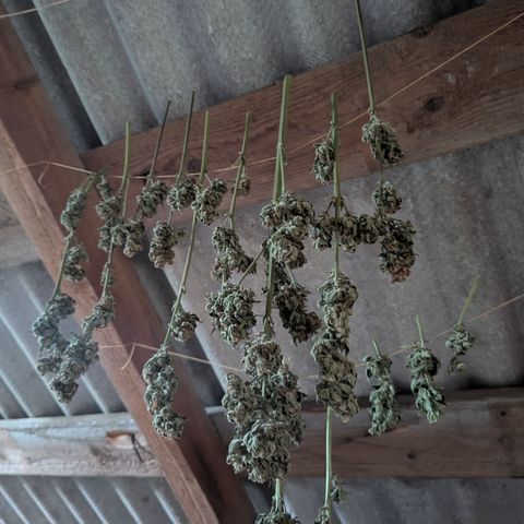 Royal Gorilla Automatic #3 growlog timeline photo