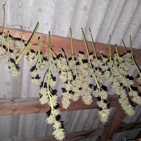 Green Gelato #5 growlog timeline photo
