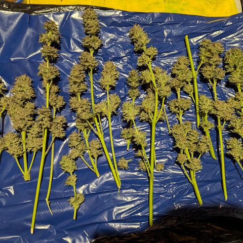 Green Gelato #5 growlog timeline photo