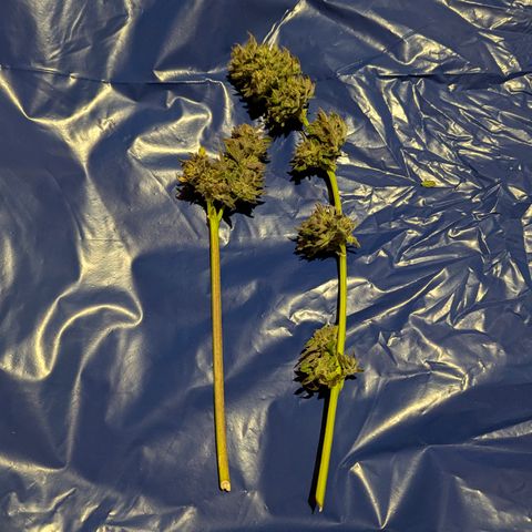 Royal Gorilla Automatic #3 growlog timeline photo