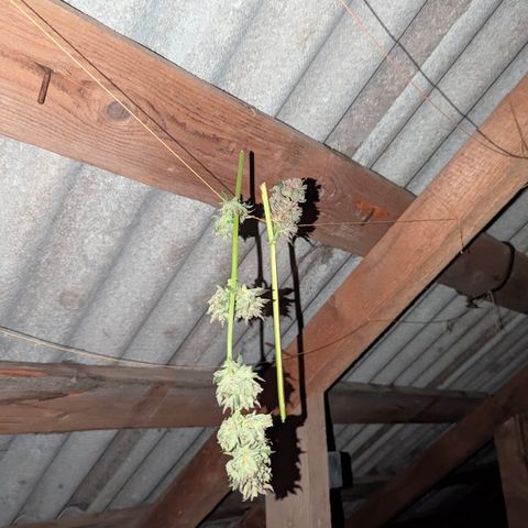 Royal Gorilla Automatic #3 growlog timeline photo
