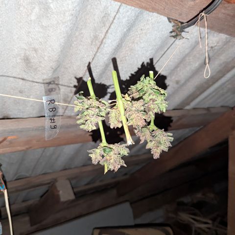 Royal Bluematic #9 growlog timeline photo