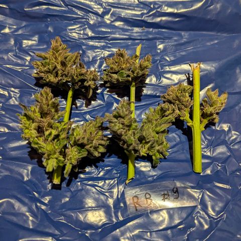Royal Bluematic #9 growlog timeline photo