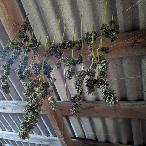 Pink Runtz Automatic #7 growlog timeline photo