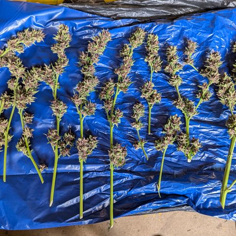 Pink Runtz Automatic #7 growlog timeline photo