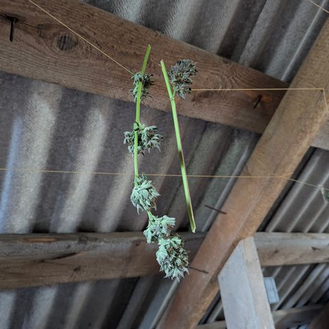 Royal Gorilla Automatic #3 growlog timeline photo