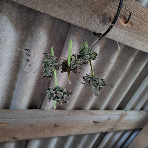 Royal Bluematic #9 growlog timeline photo