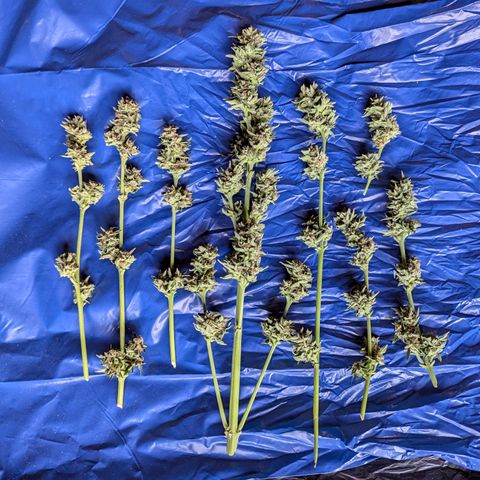 Purplematic CBD #4 growlog timeline photo