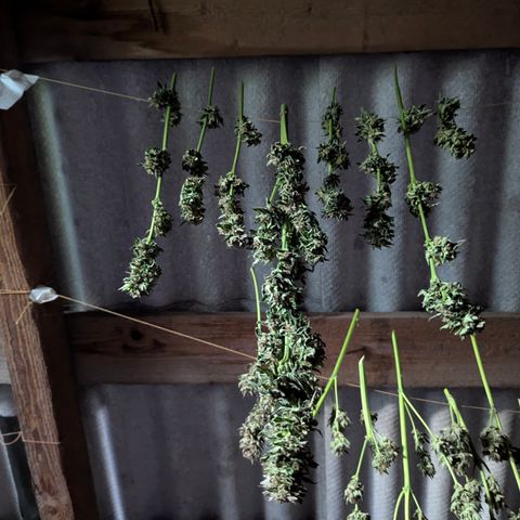 Purplematic CBD #4 growlog timeline photo