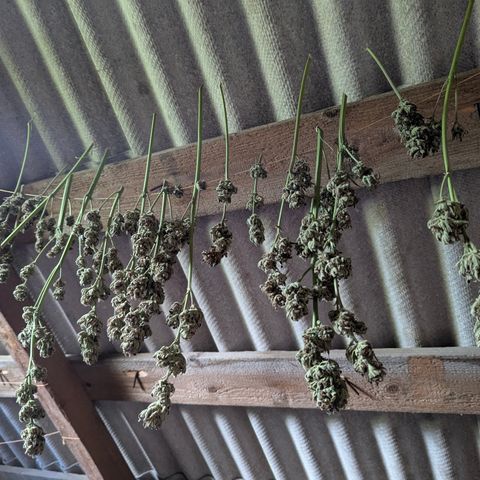 Green Gelato #5 growlog timeline photo