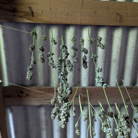 Purplematic CBD #4 growlog timeline photo