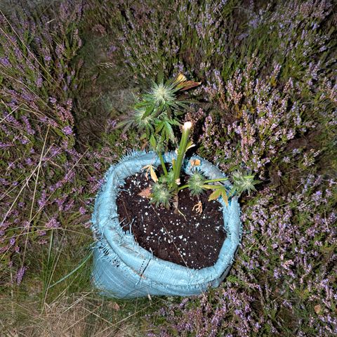 Purplematic CBD #4 growlog timeline photo