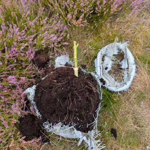 Royal Gorilla Automatic #3 growlog timeline photo