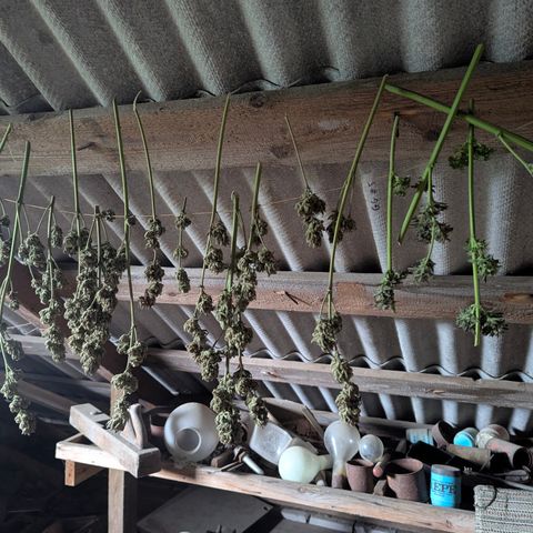 Green Gelato #5 growlog timeline photo