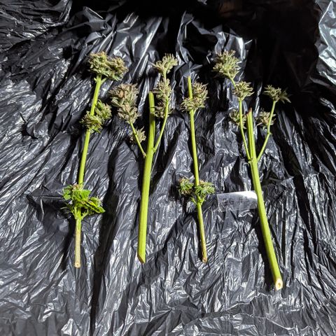 Green Gelato #5 growlog timeline photo