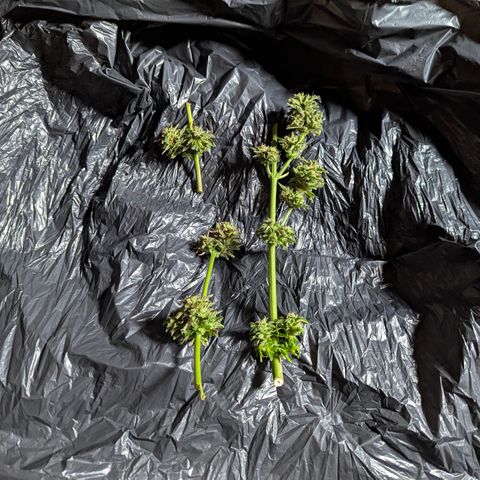 Purplematic CBD #4 growlog timeline photo