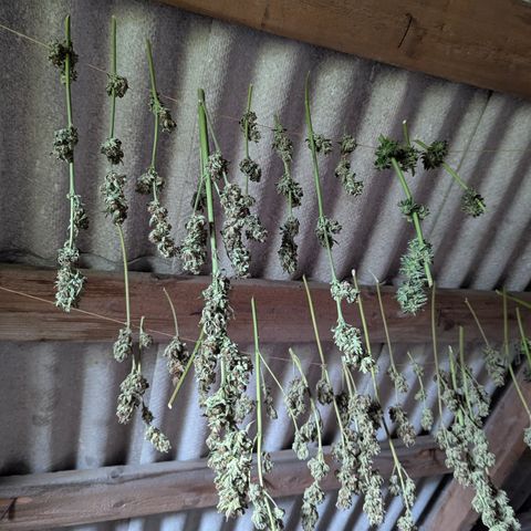 Purplematic CBD #4 growlog timeline photo