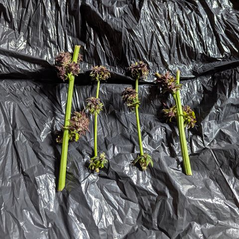 Pink Runtz Automatic #7 growlog timeline photo