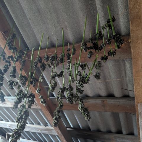 Pink Runtz Automatic #7 growlog timeline photo