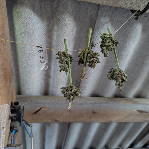 Royal Bluematic #9 growlog timeline photo