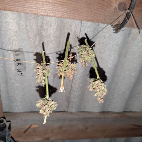 Royal Bluematic #9 growlog timeline photo